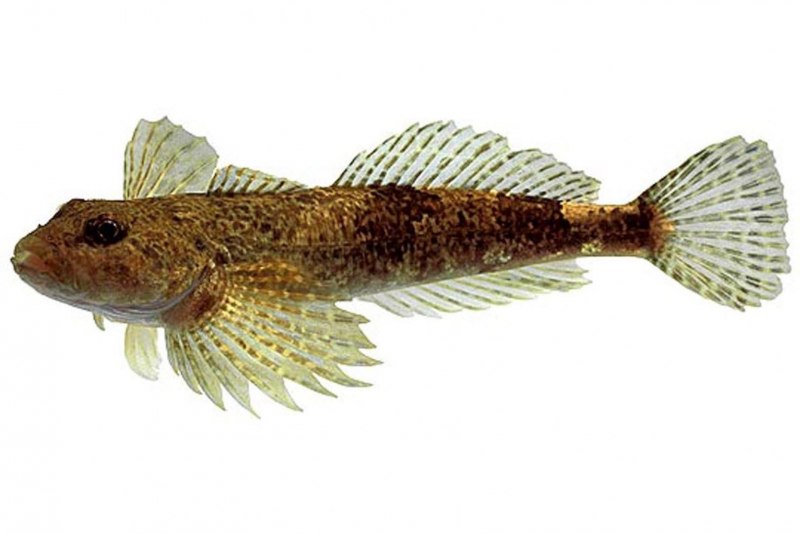 Обыкновенный подкаменщик (COTTUS gobio)