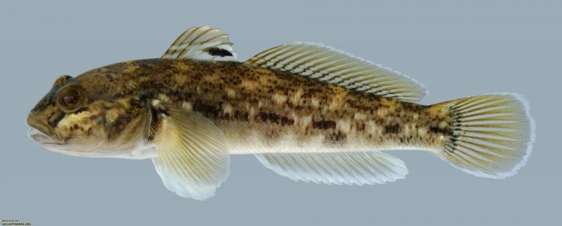 Обыкновенный подкаменщик COTTUS gobio Linnaeus, 1758