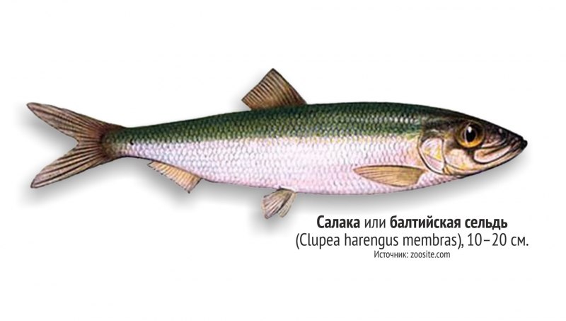 Семейство сельдевых сардинелла