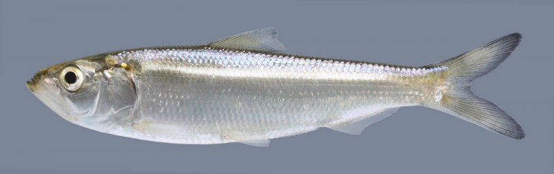 Alosa Alosa