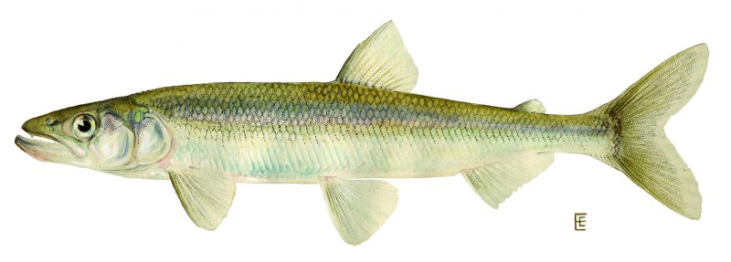 Coregonus trybomi