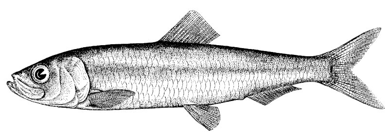 Clupea Sprattus
