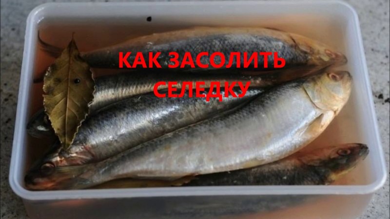 Селедка беломорка пряного посола