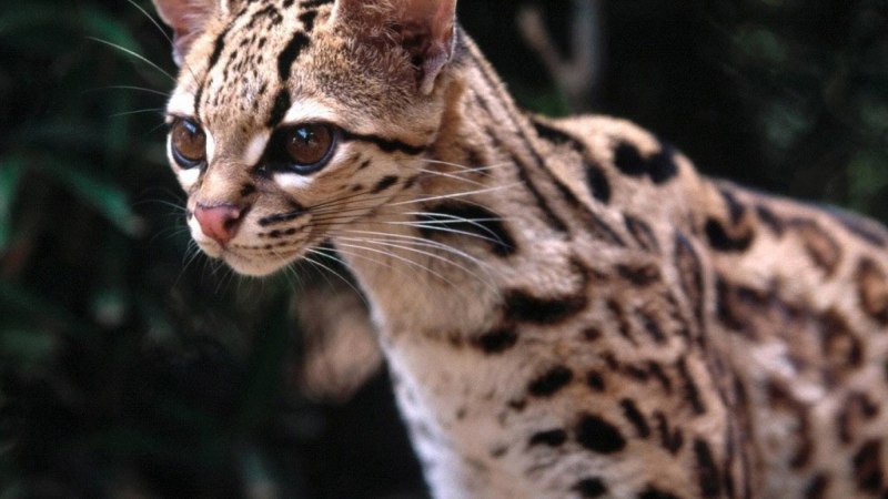 Леопард онцилла