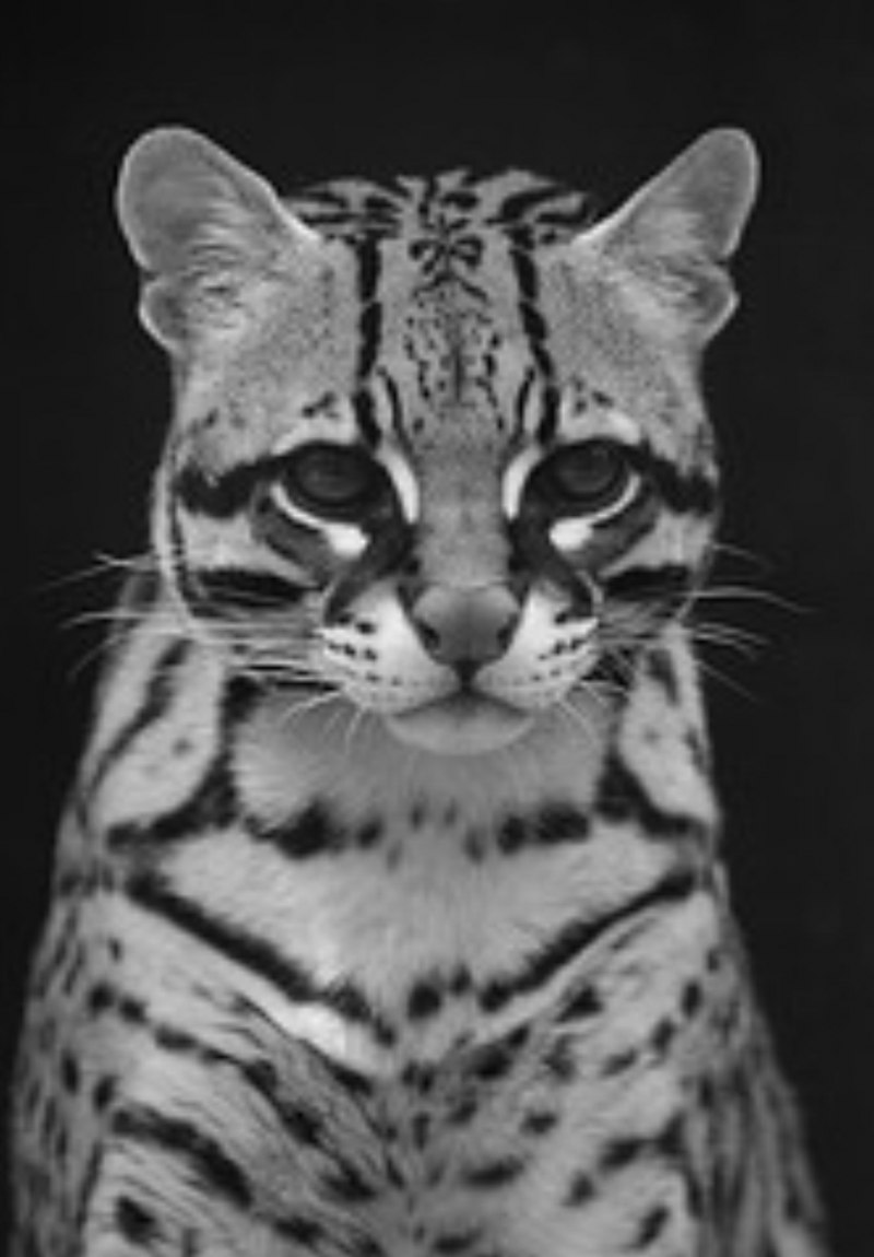 Оцелот серый