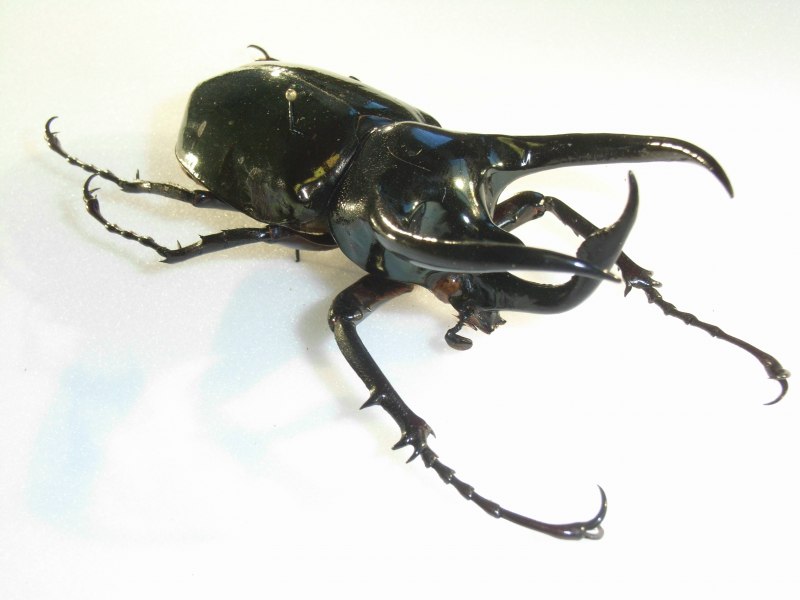 Chalcosoma Caucasus