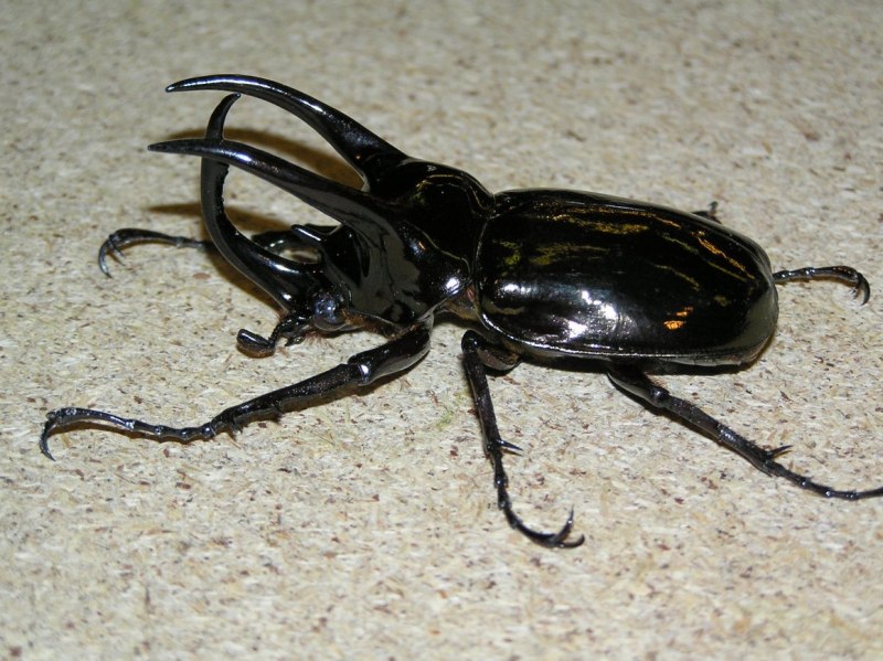 Chalcosoma Atlas