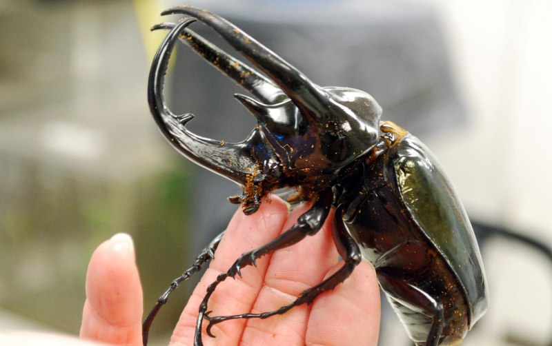 Chalcosoma moellenkampi