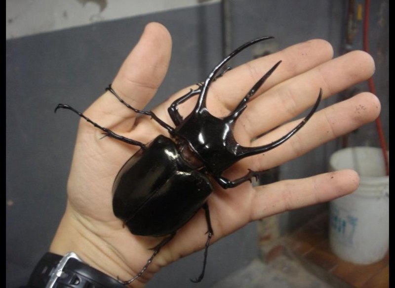 Chalcosoma Atlas