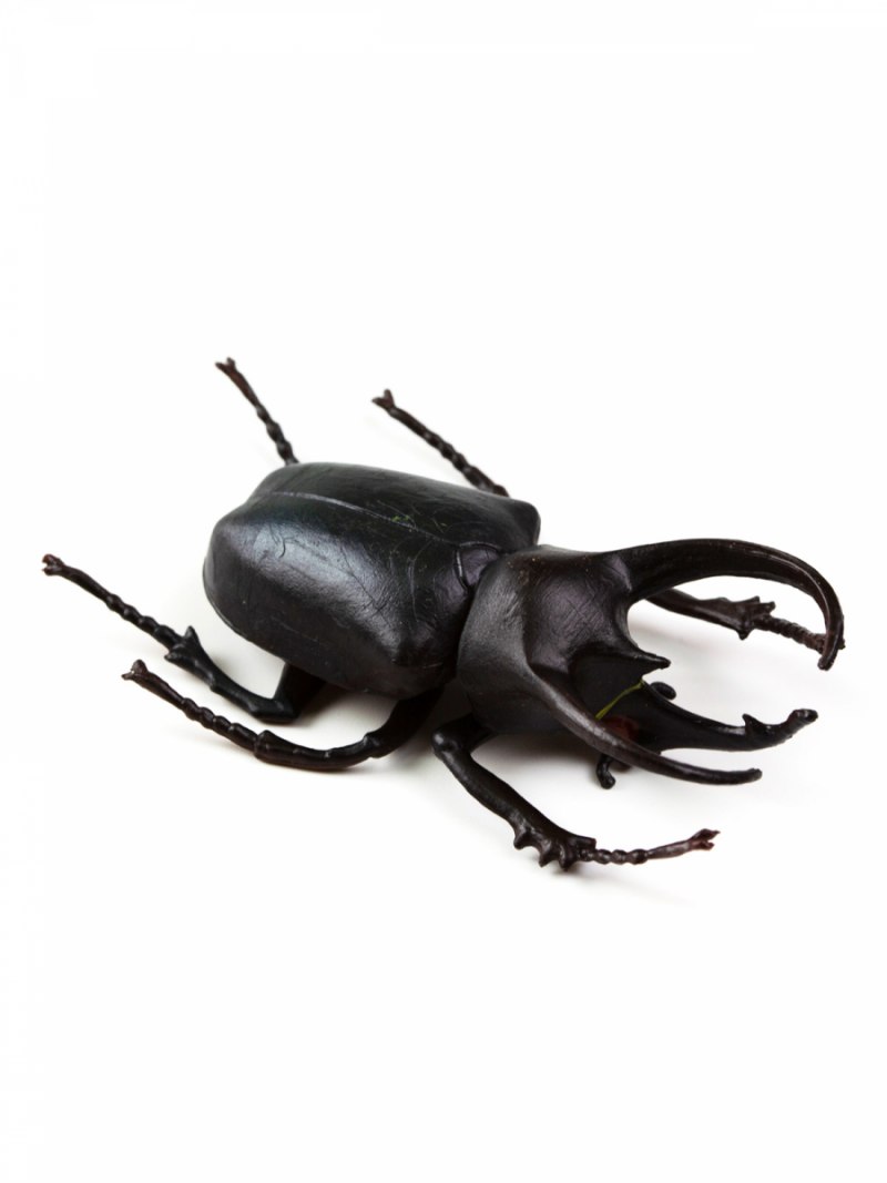 Chalcosoma Atlas