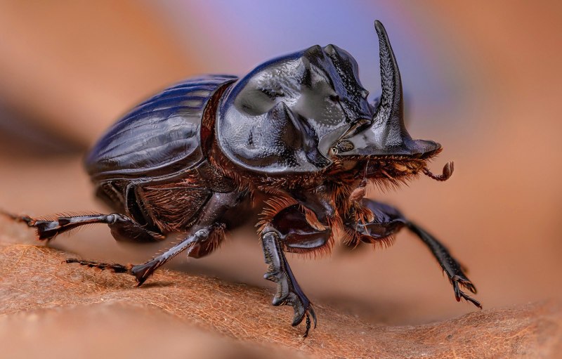 Chalcosoma Atlas butonensis