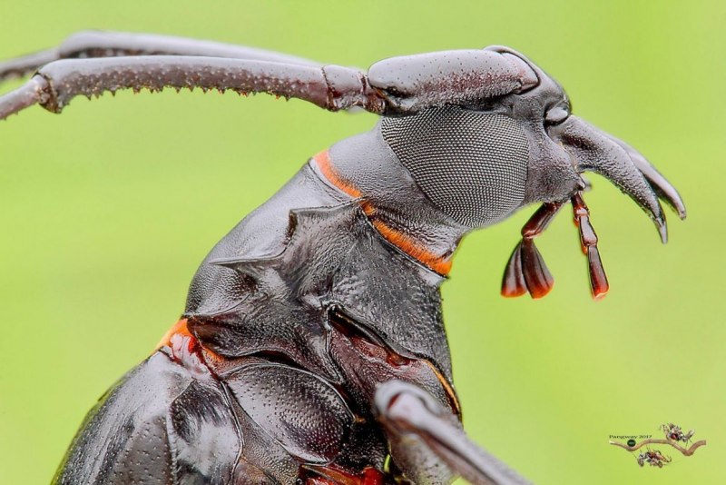 Жук Chalcosoma Atlas