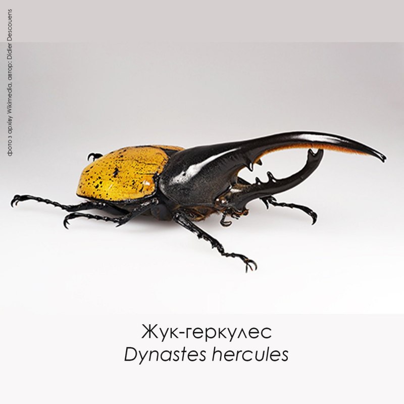 Засушенные жуки фото