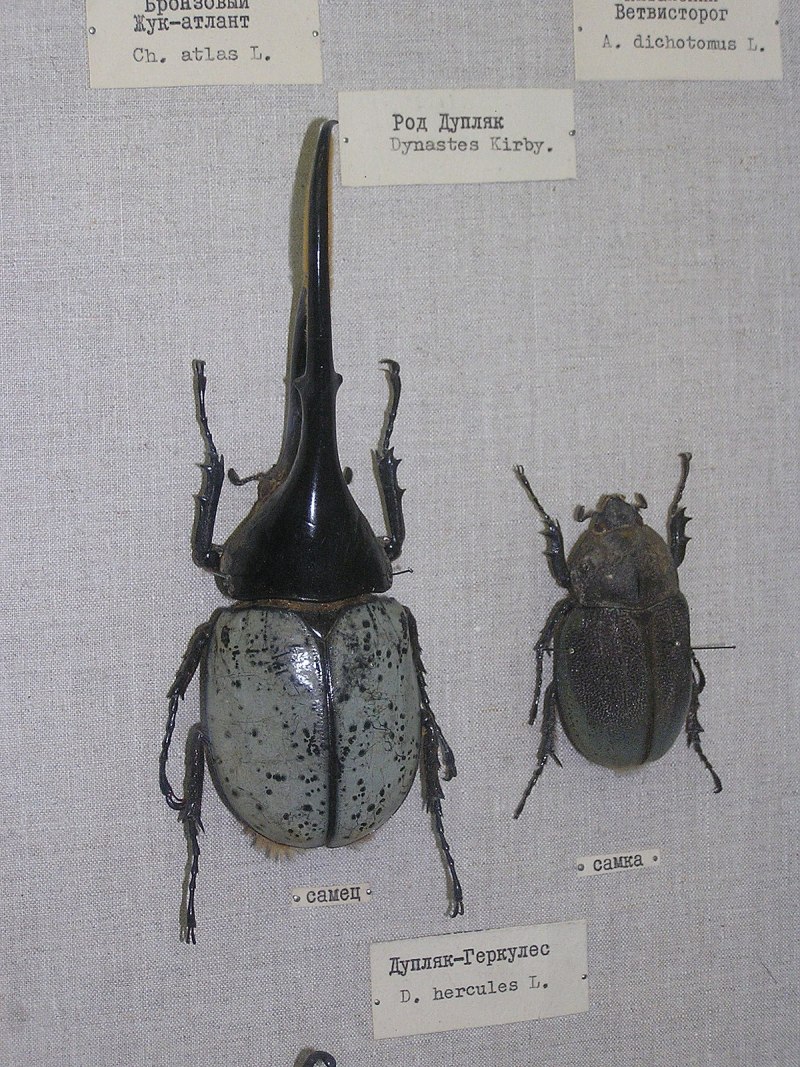 Atlas Beetle
