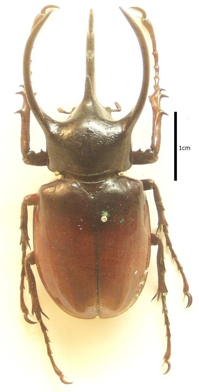 Chalcosoma moellenkampi