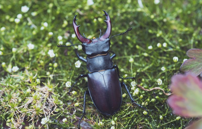 Жук Dynastes Neptunus