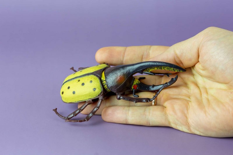 Клоп-солдатик Pyrrhocoris