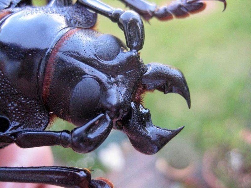 Chalcosoma Atlas Atlas