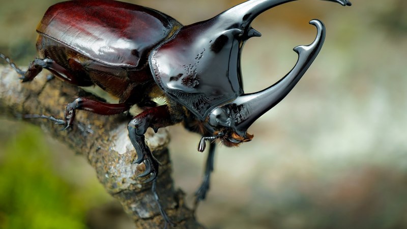 Chalcosoma Atlas личинка