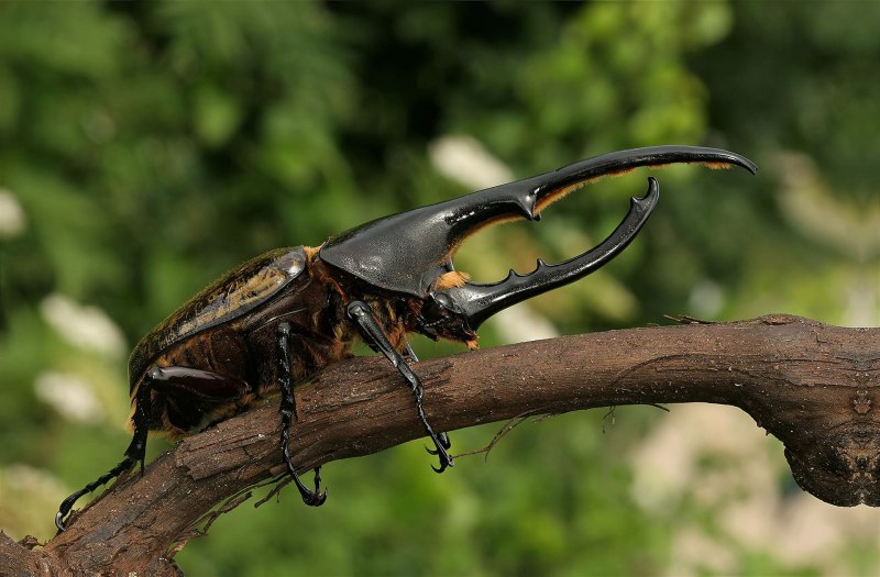 2 Rhino Beetles