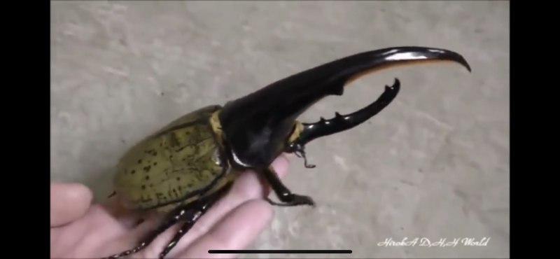 Жук Риноцерус
