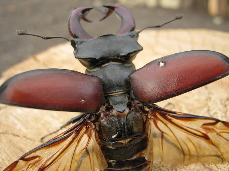 Titan Beetle