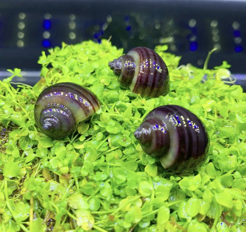 Pomacea bridgesii