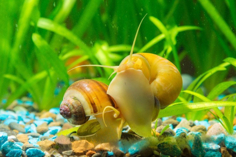 Ампулярия пурпурная Pomacea bridgesii Purple