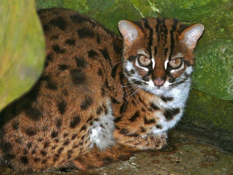 Бенгальская кошка Дикая
