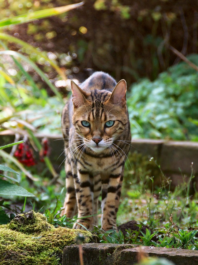 Бенгальская кошка Дикая