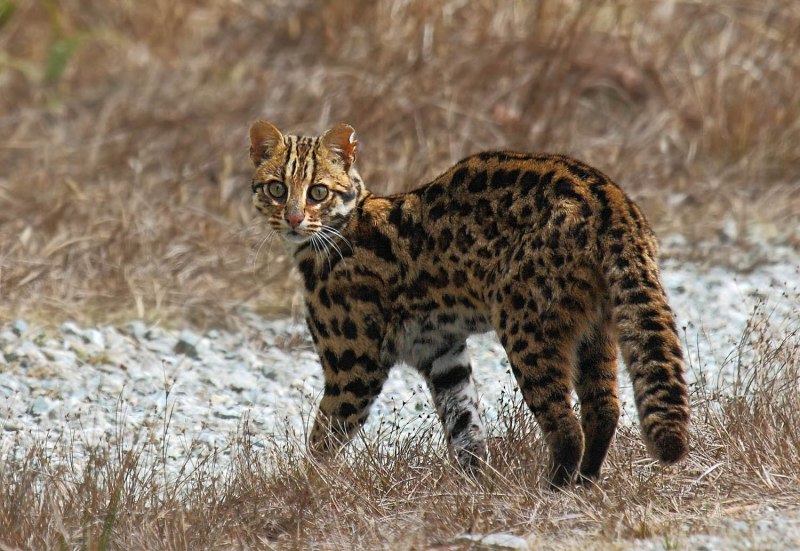 Кошка Оцелот и Бенгальская