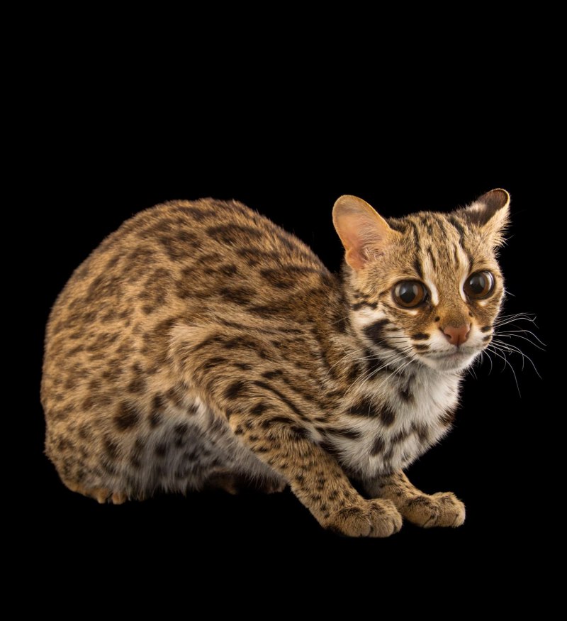 Дикая Бенгальская леопардовая кошка