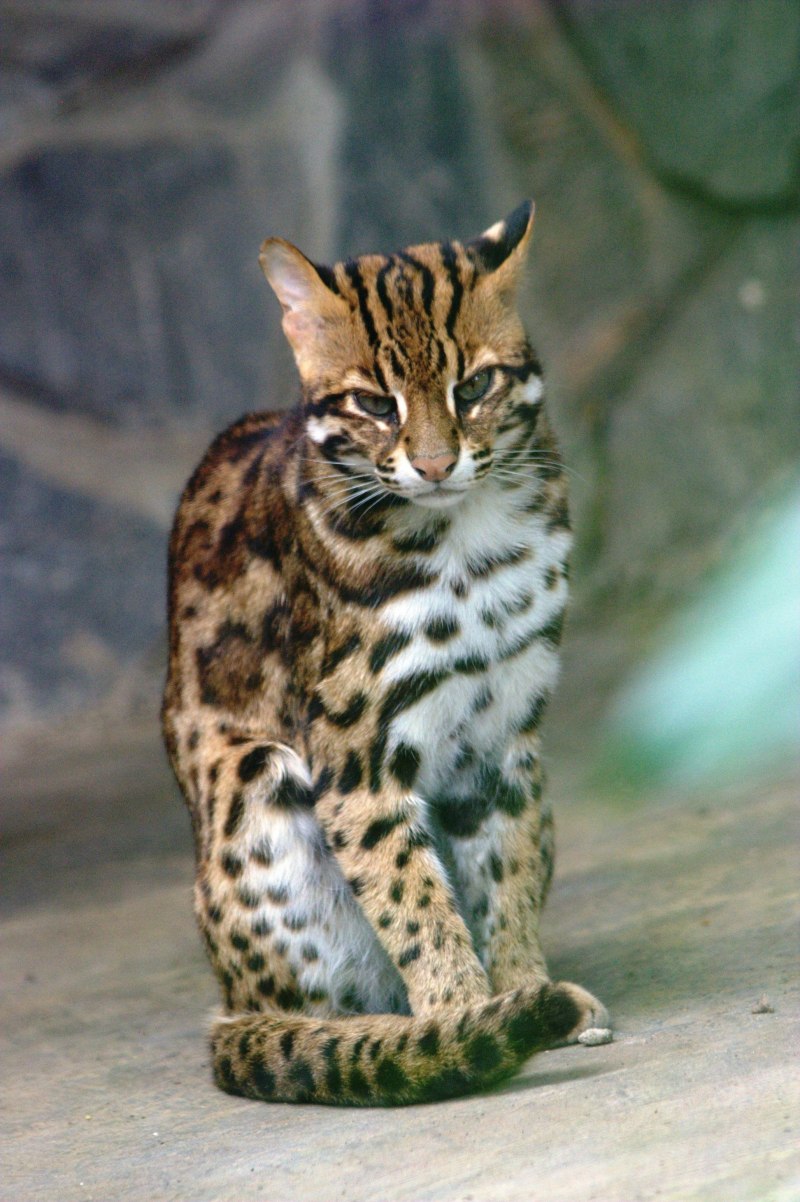 Prionailurus bengalensis bengalensis