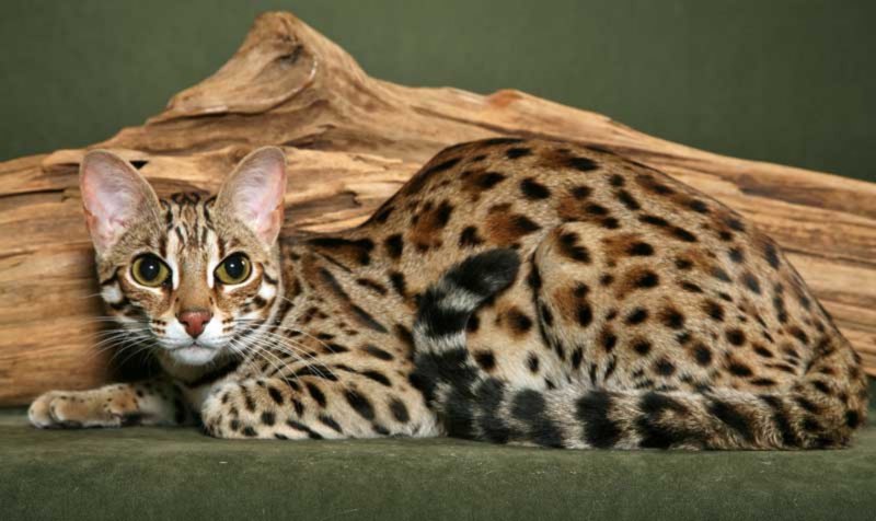 Бенгальская кошка