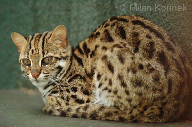 Дикий бенгальский кот