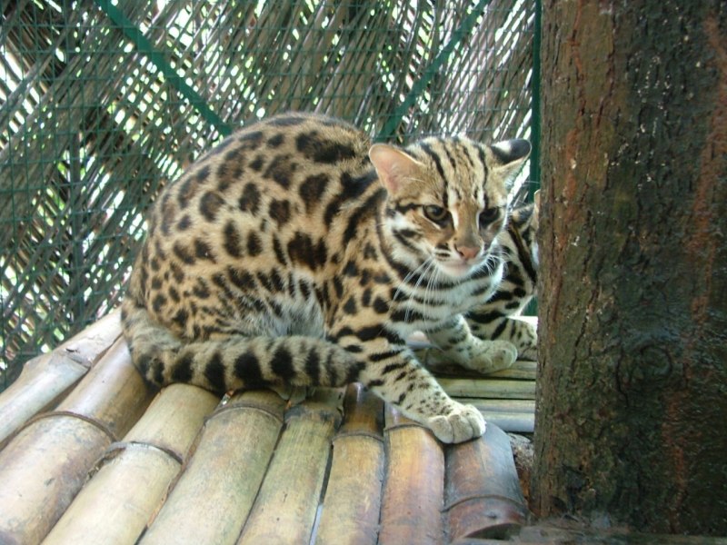 Бенгальская кошка