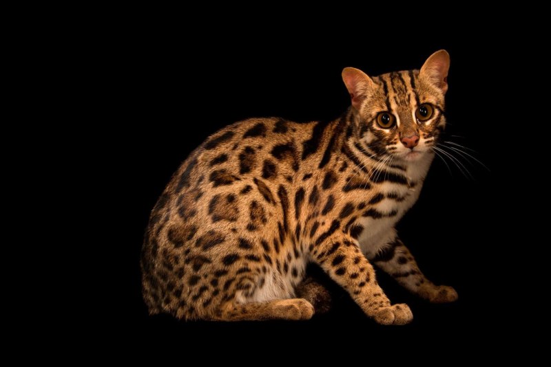 Ириомотейская кошка