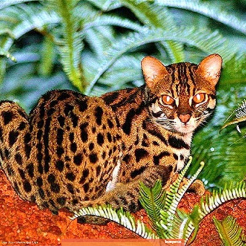 Азиатская леопардовая кошка