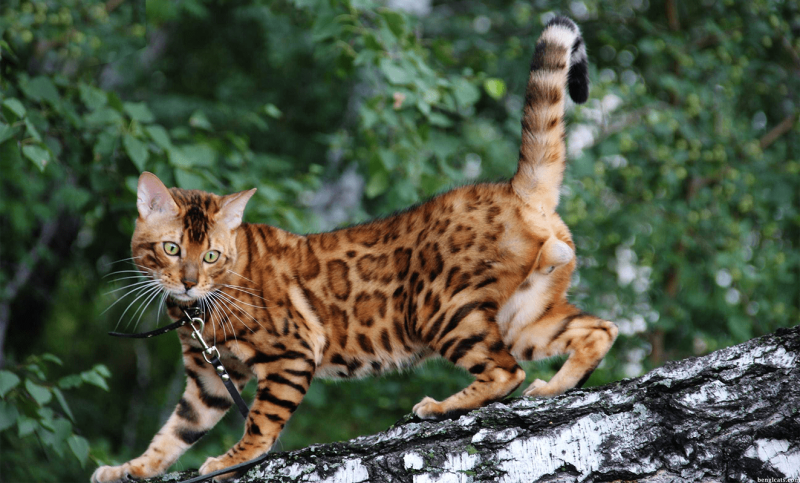 Бенгальская кошка