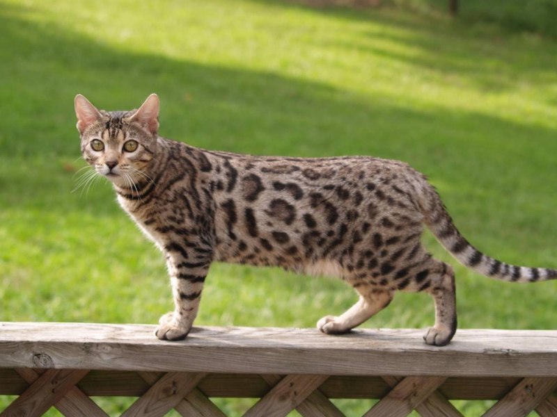Бенгальская кошка Дикая