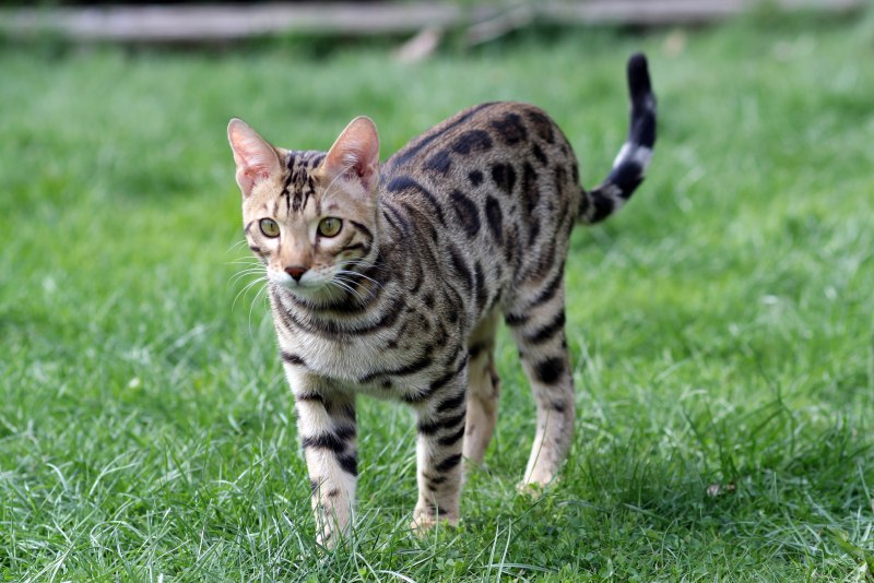 Коты бенгальской породы