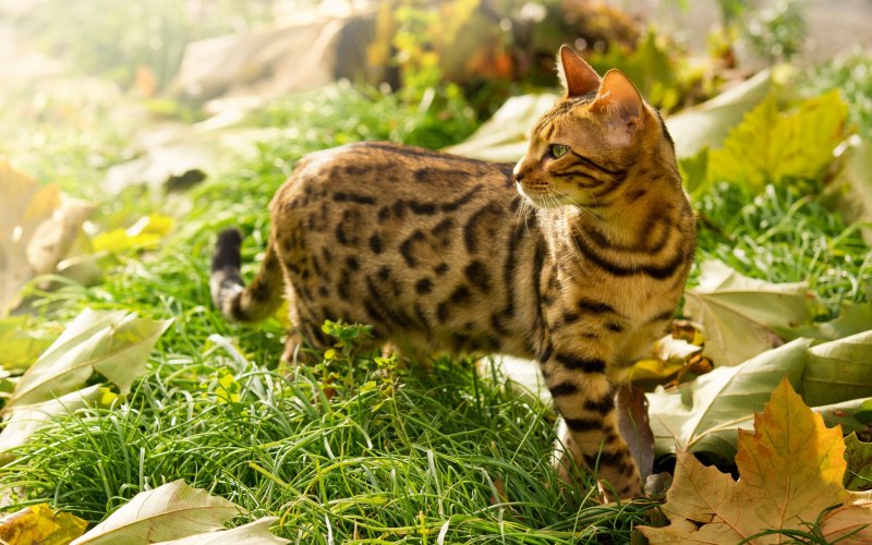 Бенгальская кошка табби