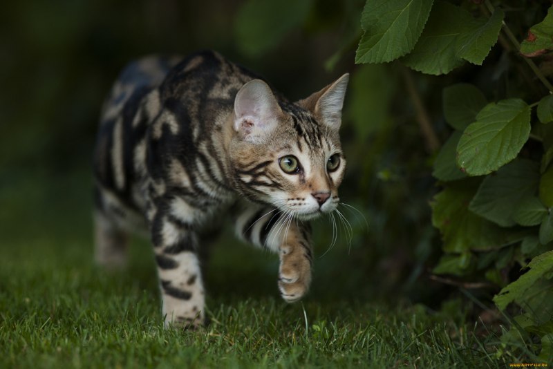 Дикий бенгальский кот