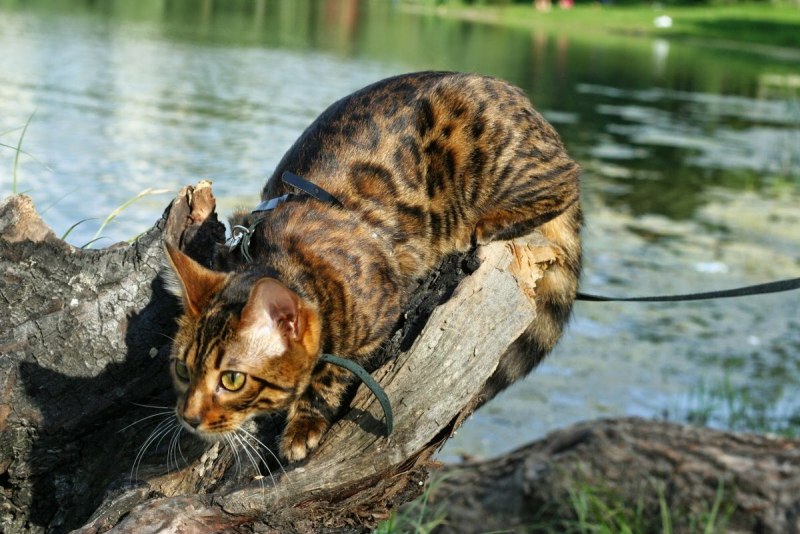 Бенгальская кошка
