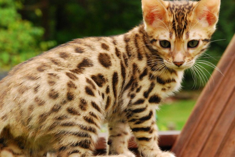 Дикая леопардовая кошка