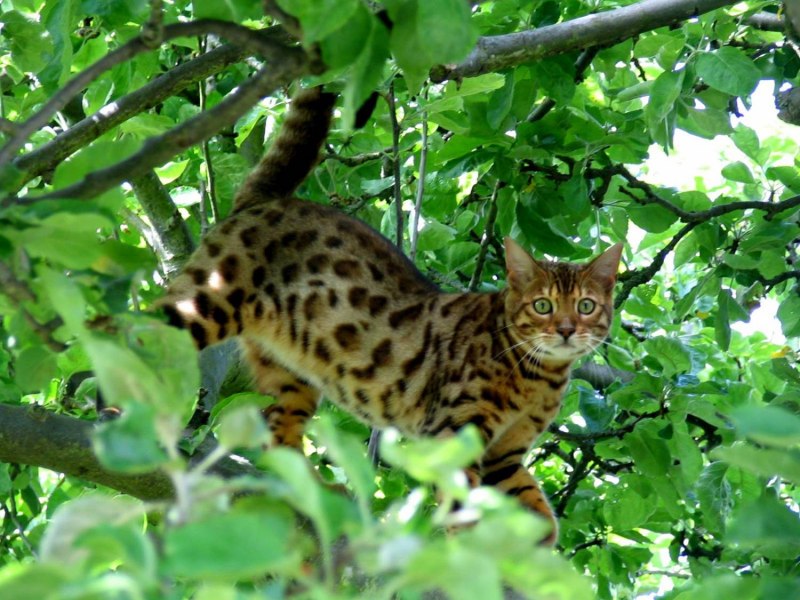 Бенгальская кошка Дикая