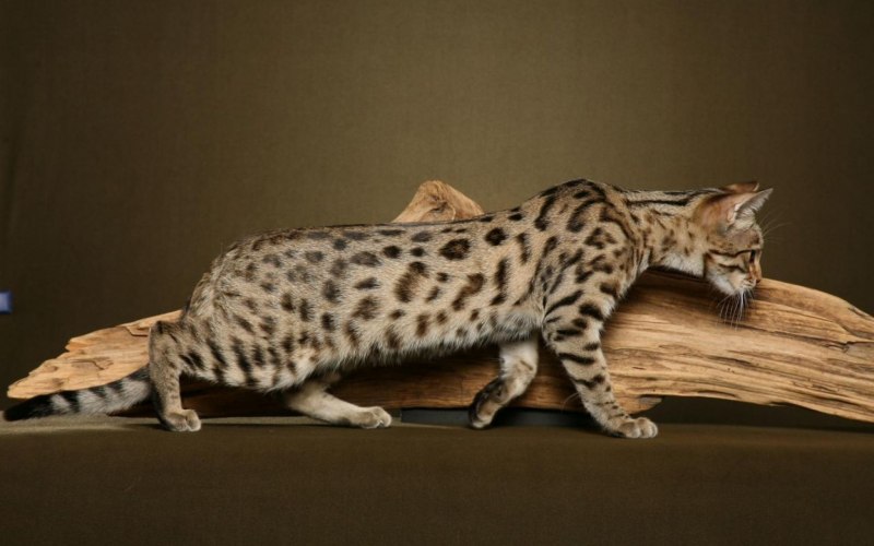 Бенгальский кот