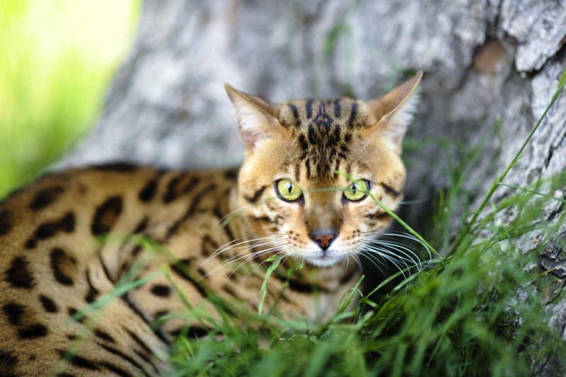 Бенгальский кот