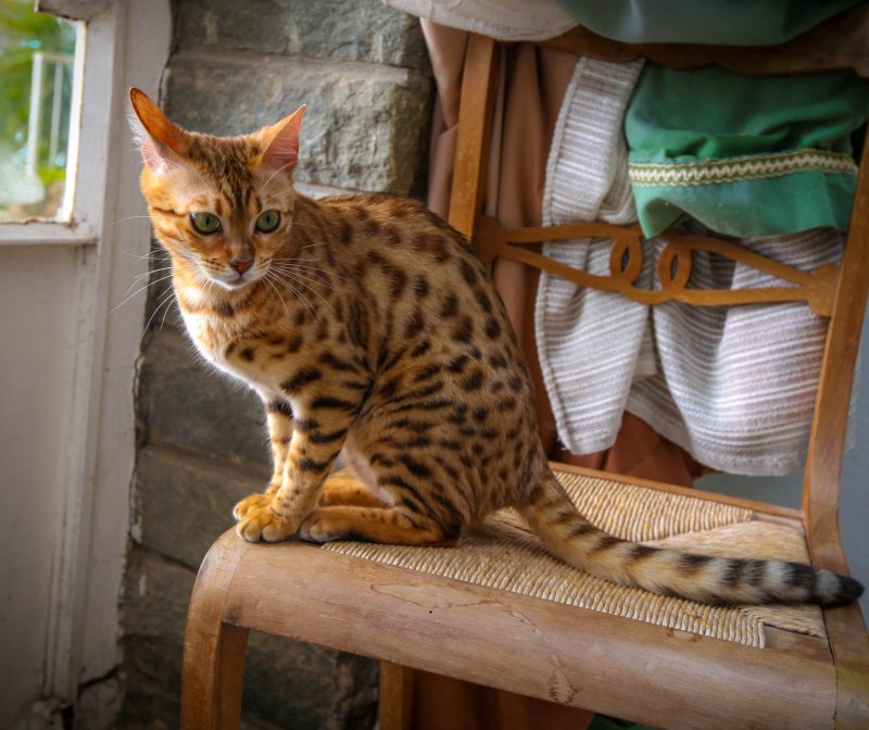 Бенгальская кошка