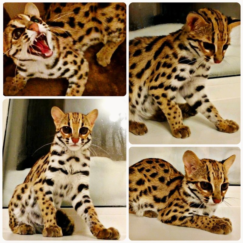 Дикая леопардовая кошка